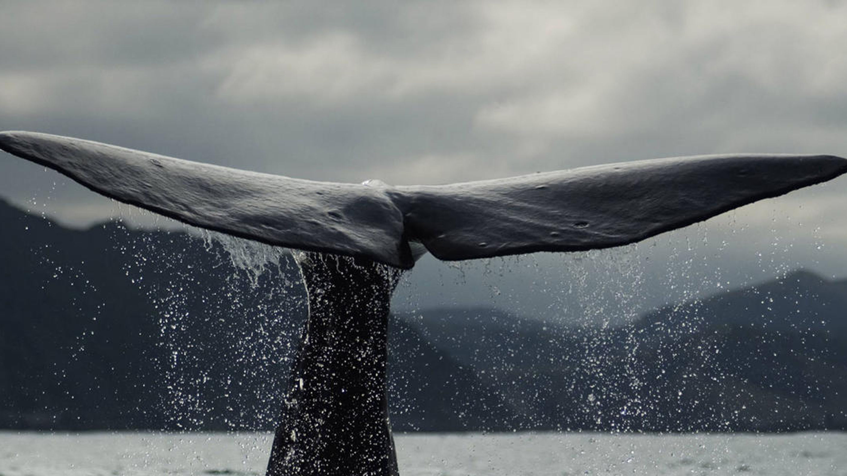 Majestic Whales